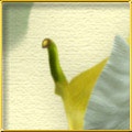 Calla Dream